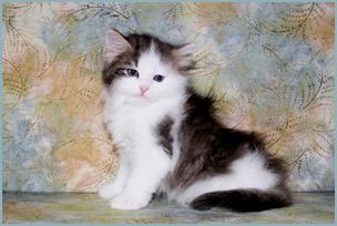 Female Siberian Kitten from Deedlebug Siberians